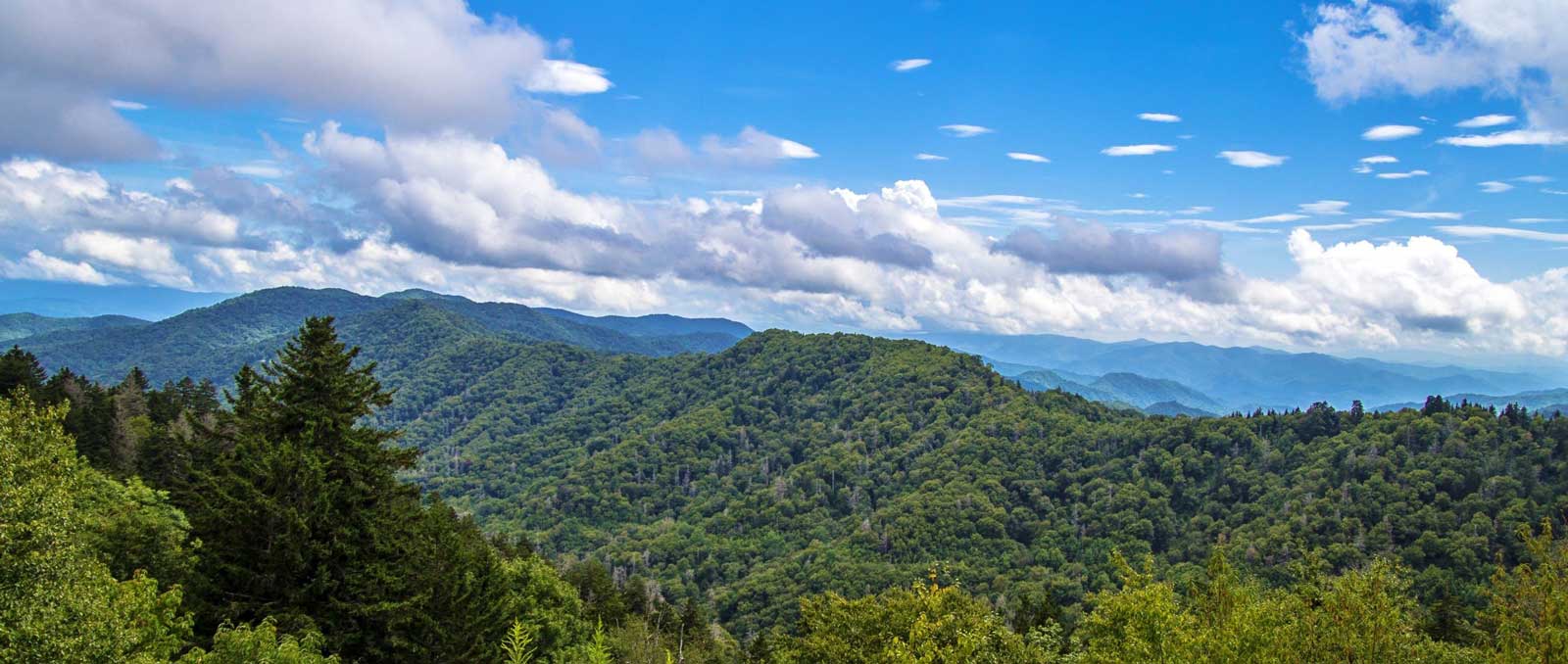 Ecoforesters Forest Management Planning