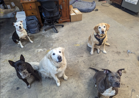 Office-EcoDogs